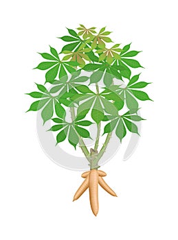 Cassava tree plant, cassava rhizomes isolated on white background, manioc cassava roots underground plants, cassava plantation