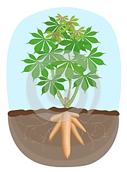 Cassava tree plant, tapioca underground root, cassava rhizomes isolated on white background, manioc cassava roots underground