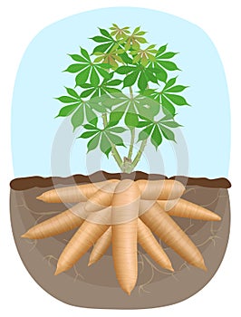 Cassava tree plant, tapioca underground root, cassava rhizomes isolated on white background, manioc cassava roots underground photo