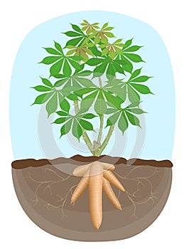Cassava tree plant, tapioca underground root, cassava rhizomes isolated on white background, manioc cassava roots underground photo
