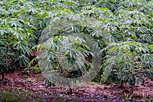 Cassava tree with rain drop