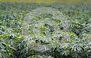 Cassava tree with rain drop