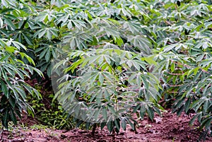 Cassava tree with rain drop