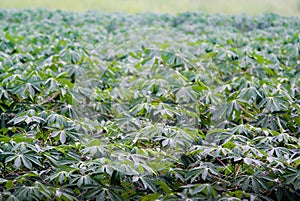 Cassava tree with rain drop