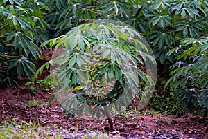 Cassava tree with rain drop