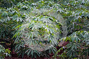 Cassava tree with rain drop