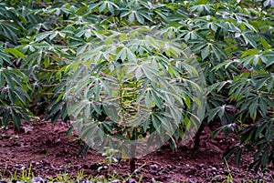 Cassava tree with rain drop