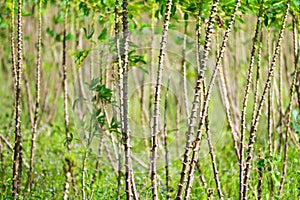 Cassava trees are growing and the leaves are in the garden