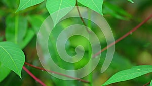 Cassava Vegetable Green Leaves Panning Close Up