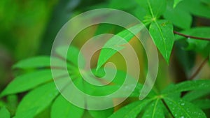 Cassava Vegetation Vibrant Green Leaves Panning Close Up