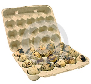 Cassette with quail eggs