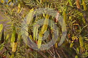 Cassia artemisioides, Senna artemisioides, the wormwood senna fruits and flowers