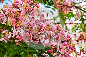 Cassia bakeriana Craib