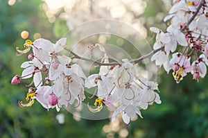 Cassia bakeriana flowers