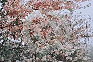 Cassia bakeriana tree.