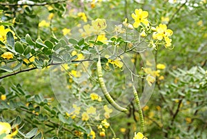 Cassia corymbosa photo