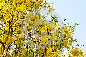 Cassia fistula