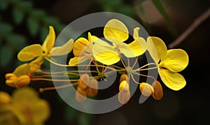 A beautiful photograph of Cassia fistula flower photo