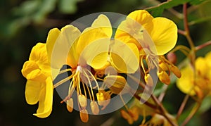 A beautiful photograph of Cassia fistula flower photo