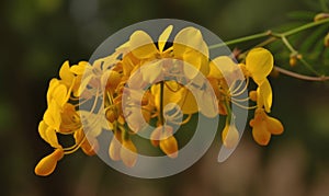 A beautiful photograph of Cassia fistula flower photo