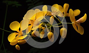 A beautiful photograph of Cassia fistula flower photo