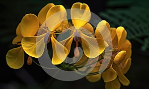 A beautiful photograph of Cassia fistula flower photo