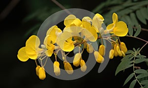 A beautiful photograph of Cassia fistula flower photo