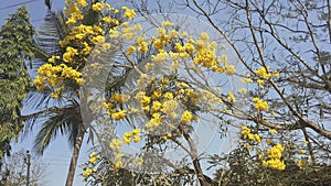 Cassia fistula, commonly known as golden shower. It is the national tree and national flower of Thailand. It is the state flower