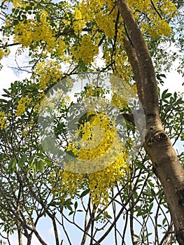 Cassia fistula, commonly known as golden shower, purging cassia, or Indian laburnum,is a flowering plant in the subfamily, Caesalp