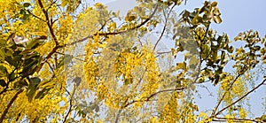Cassia Fistula golden shower tree with yellow flowers