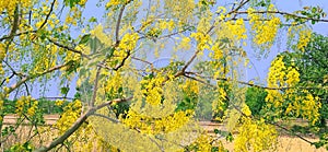 Cassia Fistula golden shower tree flowers stock