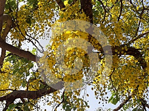Cassia fistula, commonly known as golden shower, purging cassia, Indian laburnum, or pudding-pipe tree, is a flowering plant in th