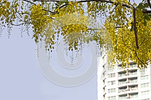 Cassia fistula flower photo