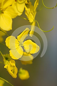 Cassia fistula flower on blurred background.