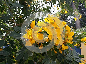 Cassia Fistula Flower. Indian Laburnum