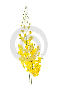 Cassia fistula flower isolated on white background