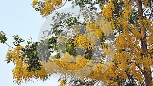 Cassia Fistula flower isolated on white blue background.