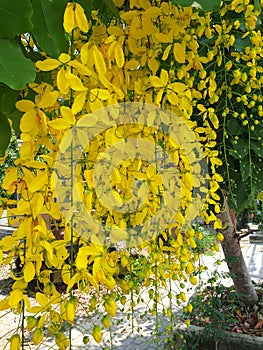 Cassia fistula flowers, commonly known as golden shower,