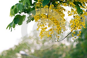 Cassia fistula flowers or golden shower flower with copy-space for nature background