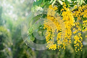 Cassia fistula flowers or golden shower flower with copy-space for nature background