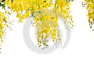 Cassia fistula flowers or golden shower flower with copy-space for nature background