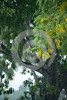 Cassia fistula