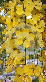 Cassia Fistula flowers or Indian Amaltas