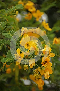 Cassia fistula photo