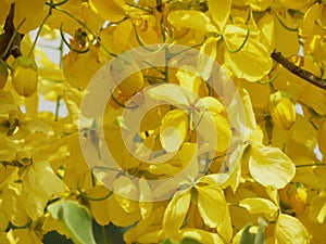 Cassia fistula golden rain Tree covered with profuse beautiful Yellow flowers