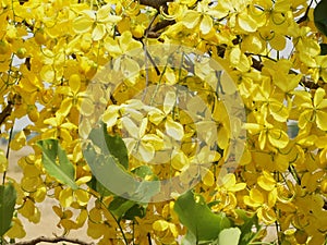 Cassia fistula golden rain Tree covered with profuse beautiful Yellow flowers