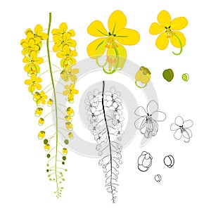 Cassia Fistula - Golden Shower Flower isolated on White Background. Vector Illustration.
