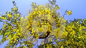 Cassia fistula golden shower purging cassia tree