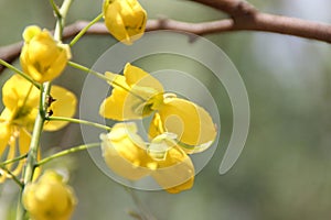 Cassia fistula, golden shower tree, Amaltas