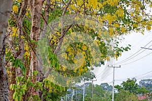 Cassia fistula or golden shower tree in garden.